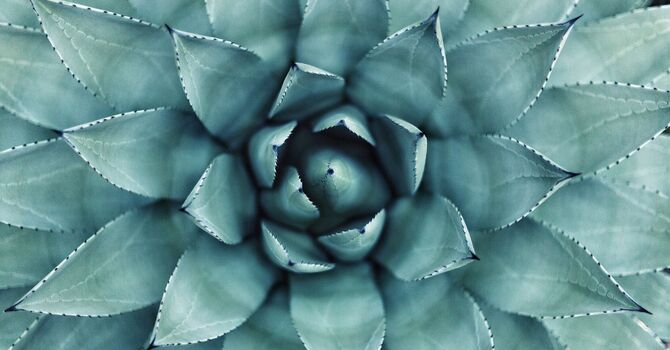 Cosmetic Acupuncture/Microneedling