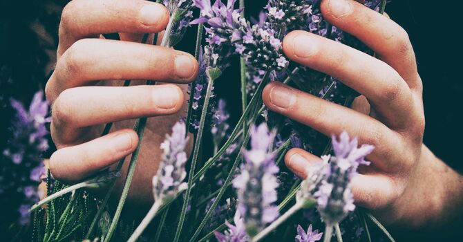 Chinese Herbal Medicine